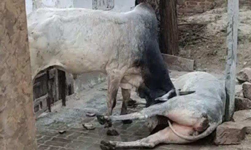1st Bull(437 Kg) Vs 2nd Bull(485kg) Best Animal Fight Compilation 2020 Video | Cute Animal video