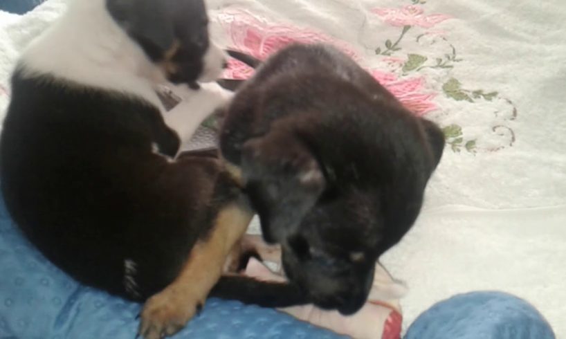 2 Super cute puppies playing and exploring the world...