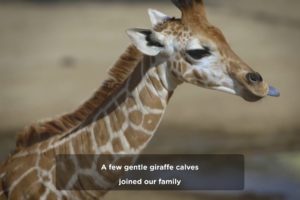 2017 Baby Animals of San Diego Zoo & Safari Park