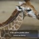 2017 Baby Animals of San Diego Zoo & Safari Park