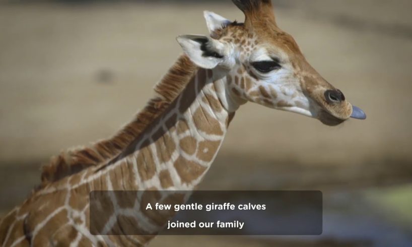 2017 Baby Animals of San Diego Zoo & Safari Park