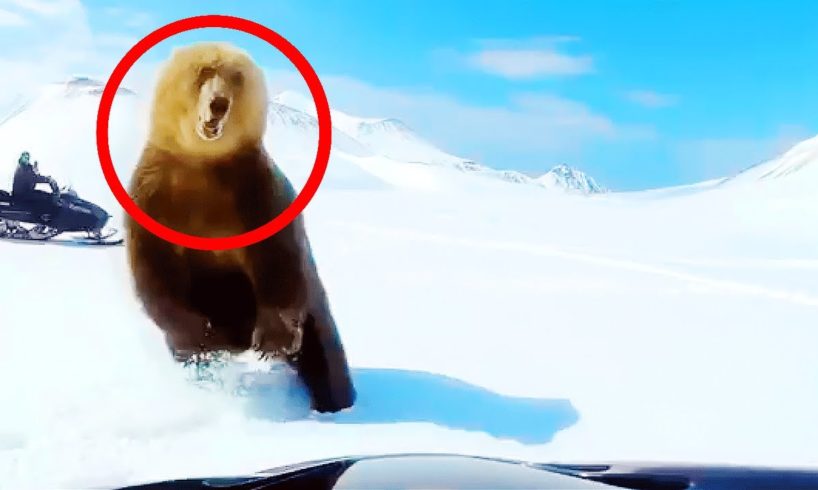 6 NEAR DEATH ANIMAL ATTACKS CAUGHT ON CAMERA!