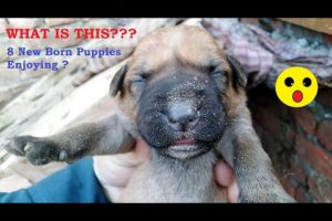 8 New Born Cute Puppies Enjoying | Local Discovery