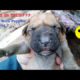 8 New Born Cute Puppies Enjoying | Local Discovery