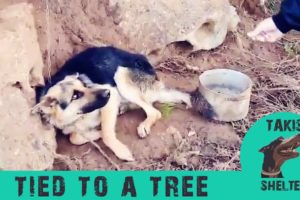 A German Shepherd tied to a tree. They tied him to keep the sheep away - Rex's story - Takis Shelter