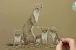 A Magnificent Animal Mum | Bandita the Stoat | My Painting Story