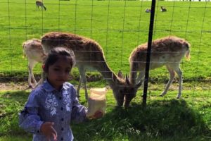 A day at animal farm - Izza feeding the deers