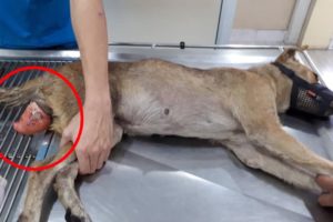 Abandoned Dog Had Womb Protruding & Wandering In The Street Gets Rescued