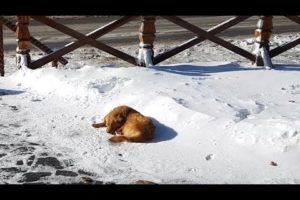 Abandoned Dog Sleeps On Snow For Days Until a Tourist Spots Her