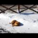 Abandoned Dog Sleeps On Snow For Days Until a Tourist Spots Her