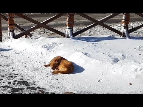 Abandoned Dog Sleeps On Snow For Days Until a Tourist Spots Her