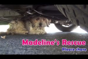 Abandoned dog rescued after being attacked by dogs or coyotes.  Please share.
