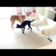 Adopt Mary’s Doggies - Washington playing with a dog