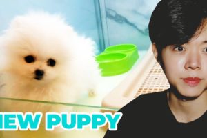 Adopting a PUPPY! (looking for the cutest puppy Pomeranian)