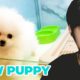 Adopting a PUPPY! (looking for the cutest puppy Pomeranian)