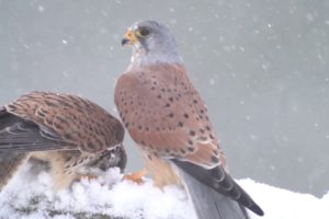 Adorable Animals Playing in Snow