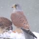 Adorable Animals Playing in Snow