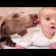 Adorable Babies Playing With Dogs Compilation - Baby and Pets Video 2020
