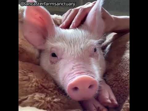 Adorable Rescued Animals!