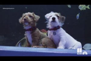 Adorable puppies in foster care explore Georgia Aquarium