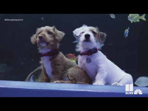 Adorable puppies in foster care explore Georgia Aquarium