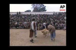 Afghans gather at city stadium to watch traditional dog fight