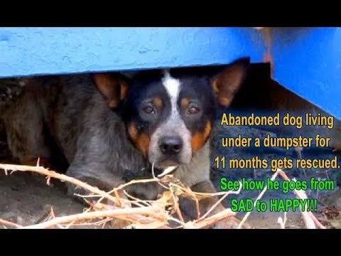 After living under a dumpster for 11 months, this dog gets rescued and goes from SAD to HAPPY!