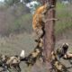 Amazing Animal Fights ,  Wild Dogs Attacks Hyenas, Crocodile vs Two Male Lions