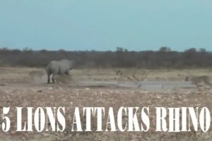 Amazing Animal Fights  ➤  5 Lions Attacks Rhino, Lions vs Hippo, Rhino vs Buffalo
