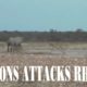 Amazing Animal Fights  ➤  5 Lions Attacks Rhino, Lions vs Hippo, Rhino vs Buffalo