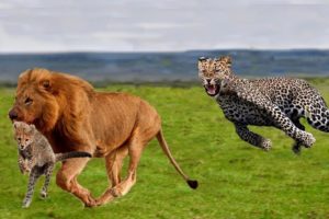 Amazing Lion Vs Cheetah Big Cat Attack Animal Fight. Leon vs Leopardo