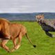 Amazing Lion Vs Cheetah Big Cat Attack Animal Fight. Leon vs Leopardo