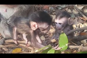 Amazing !! Momo ask mom for feeding after playing tired with Locci