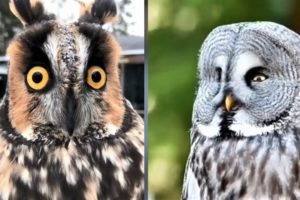 Amazing Owl - Funny cute Owls Compilations | cute moments of the animals NEW