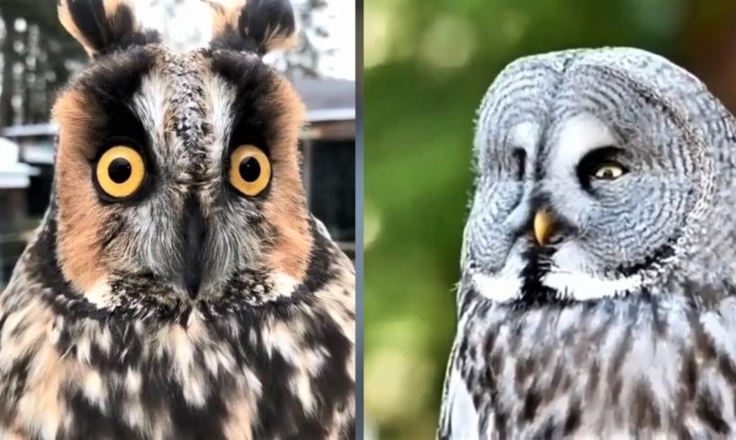 Amazing Owl - Funny cute Owls Compilations | cute moments of the animals NEW