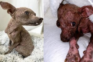 Amazing Tranfomation of Rescue Poor Little Dog was Found on The Streets