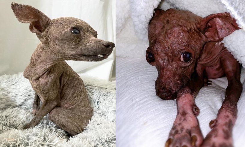 Amazing Tranfomation of Rescue Poor Little Dog was Found on The Streets