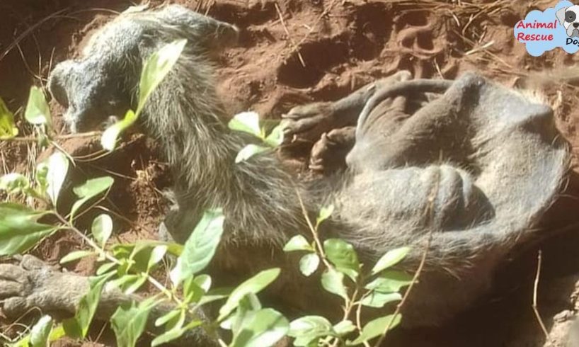 Amazing Transformation Of Starving Dog After Rescued From His Guilty Owner