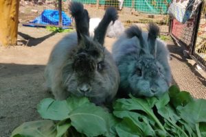 Angora Rabbit Bunny | My New Family Members | For Animal Lovers Only | Doggyz World