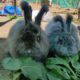 Angora Rabbit Bunny | My New Family Members | For Animal Lovers Only | Doggyz World