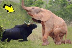 Angry Buffalo Attacks The Elephant King- Wild Animals Fights!