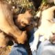 Angry cute puppies attacks man ..... Adorable funny puppies doing funny things compilations....