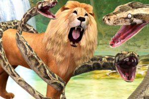 Animal Attacks And Fights | Lion Vs Python | Animal Videos For Kids