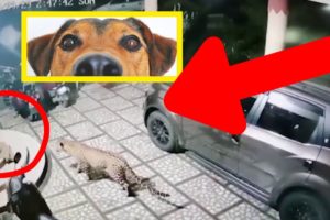 Animal Attacks - Leopard Devoured Owners Pets  ??? (MUST SEE❗❗❗)