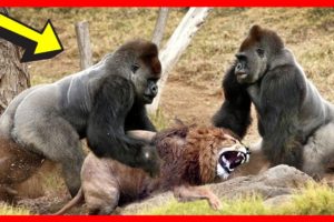 Animal Fight to the Death in Wild (2020) | Animal Fights [NEW] | Animal Fights Caught On Camera
