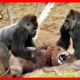 Animal Fight to the Death in Wild (2020) | Animal Fights [NEW] | Animal Fights Caught On Camera