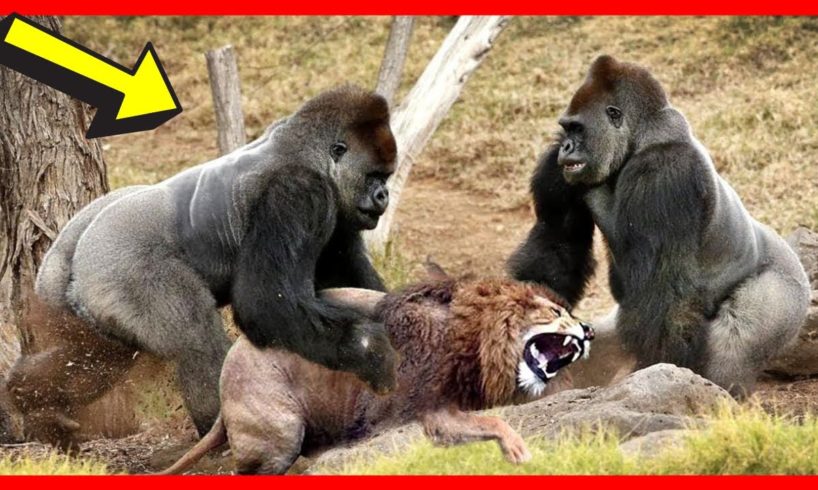 Animal Fight to the Death in Wild (2020) | Animal Fights [NEW] | Animal Fights Caught On Camera