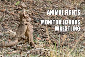 Animal Fights - Monitor Lizard wrestling and fighting