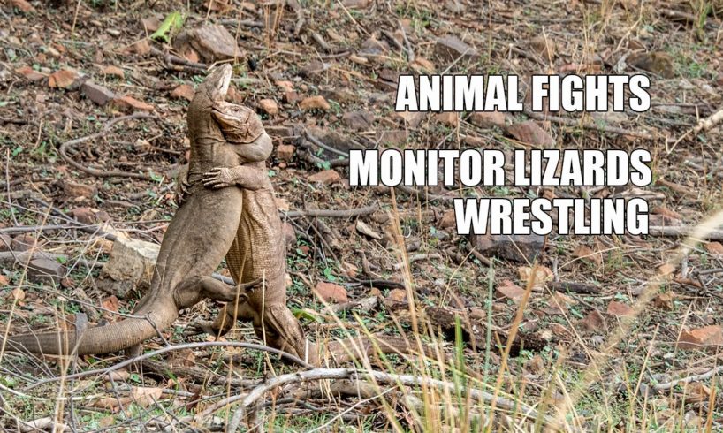 Animal Fights - Monitor Lizard wrestling and fighting