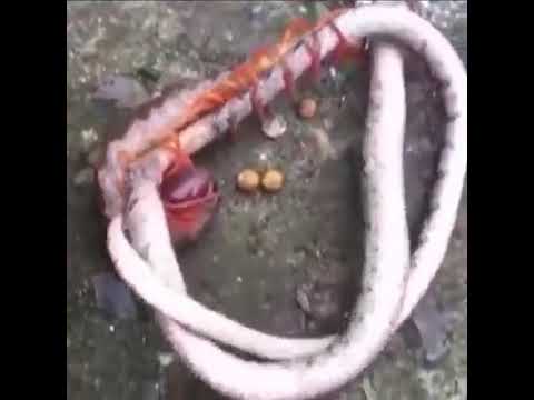 Animal fight - centipede and snake